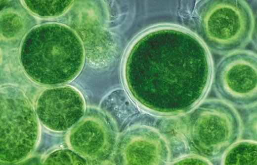 chlorella foto