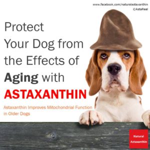 astaxin perros