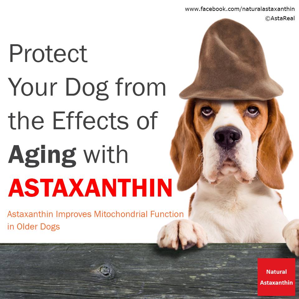 astaxin perros
