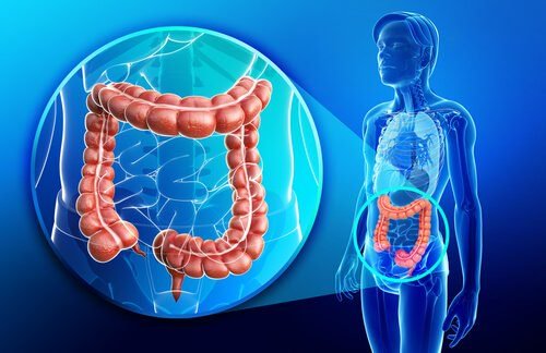 intestino