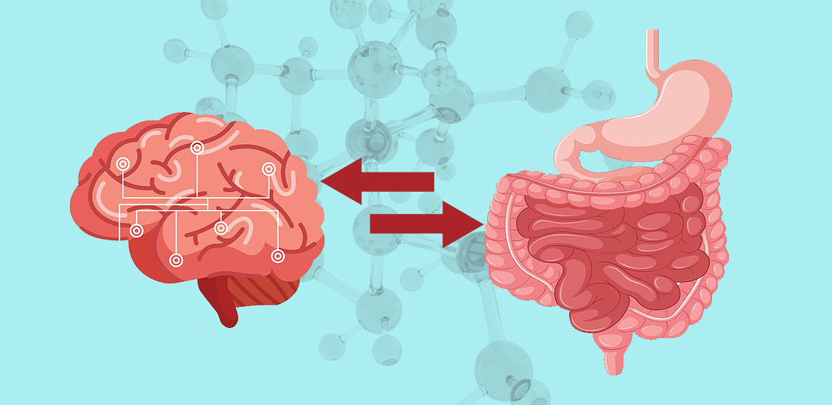 probioticos braingut