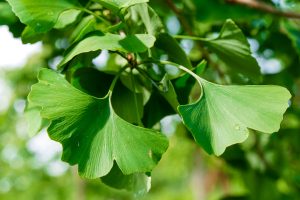Ginkgo biloba leafs