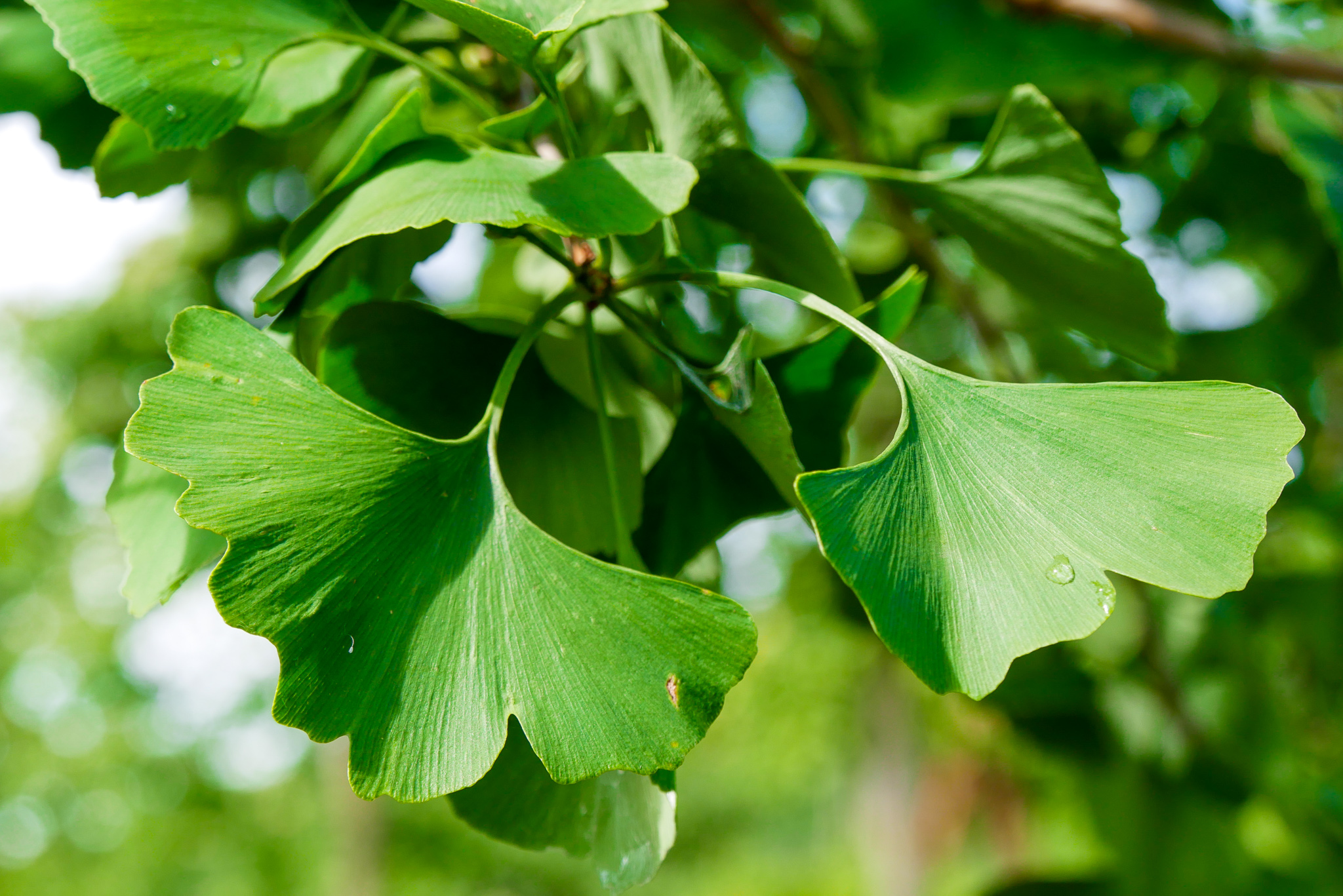 Ginkgo biloba leafs